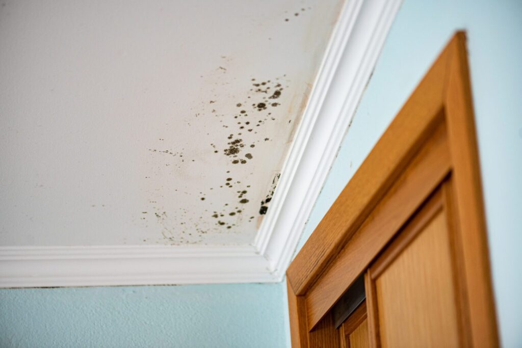 Mould Removal North West Atmospheric Fogging