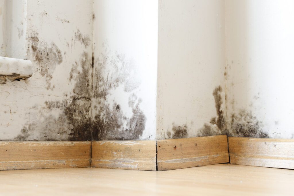 How To Get Rid Of Black Mould