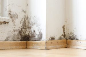How To Get Rid Of Black Mould