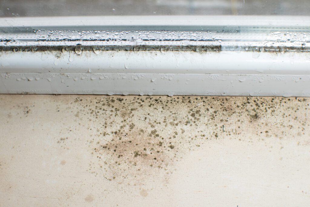 What Causes Black Mould? | Mould Removal North West UK Understanding the Health Risks Of Harmful Black Mould