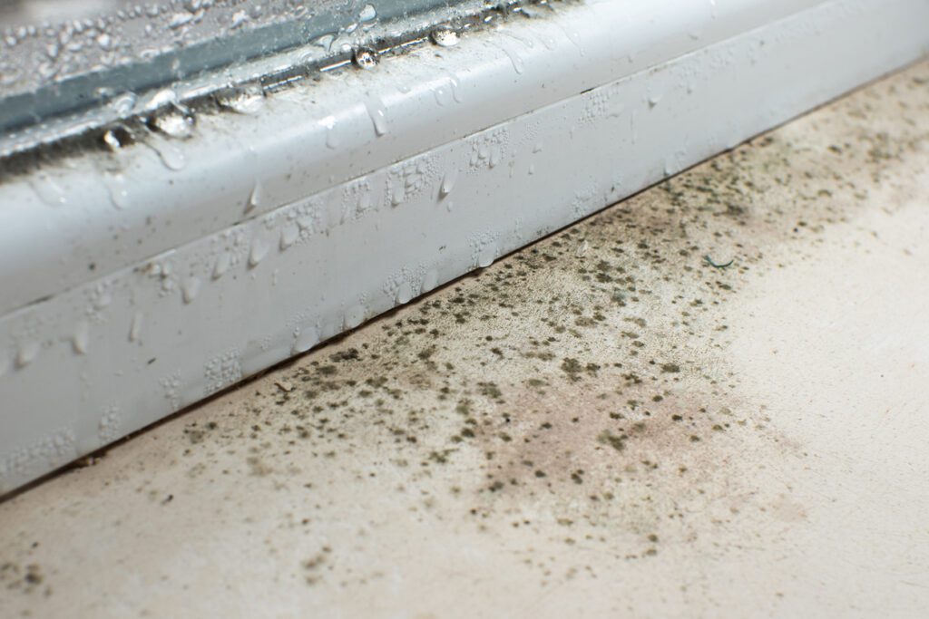 What Causes Black Mould? | Mould Removal North West UK What Black Mould Looks Like and How It Spreads