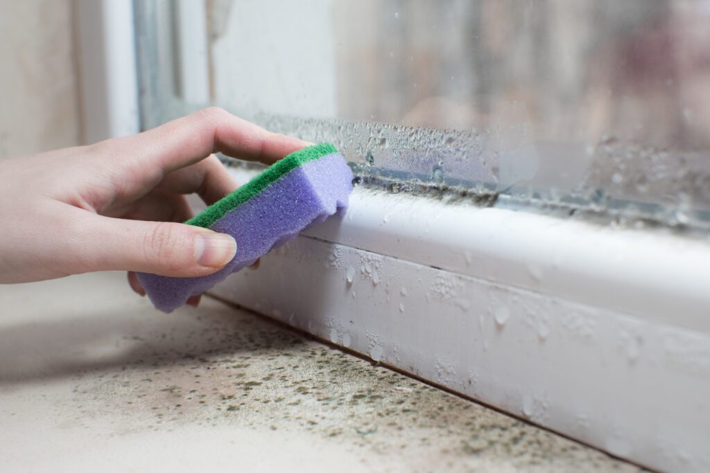 Why DIY Black Mould Removal Methods Carry Health Risks