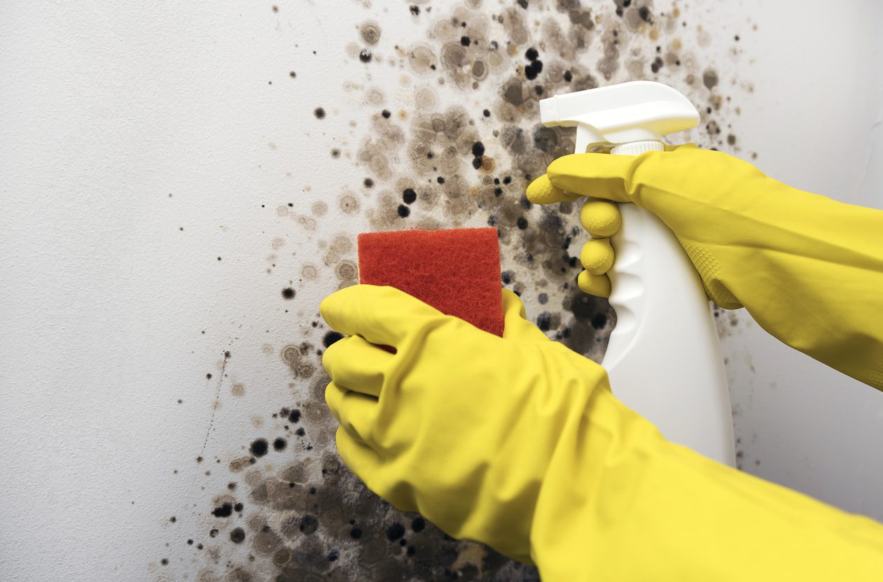 Wondering does bleach actually kill black mould? No it doesn't, read our blog to find out why you need professional mould removal