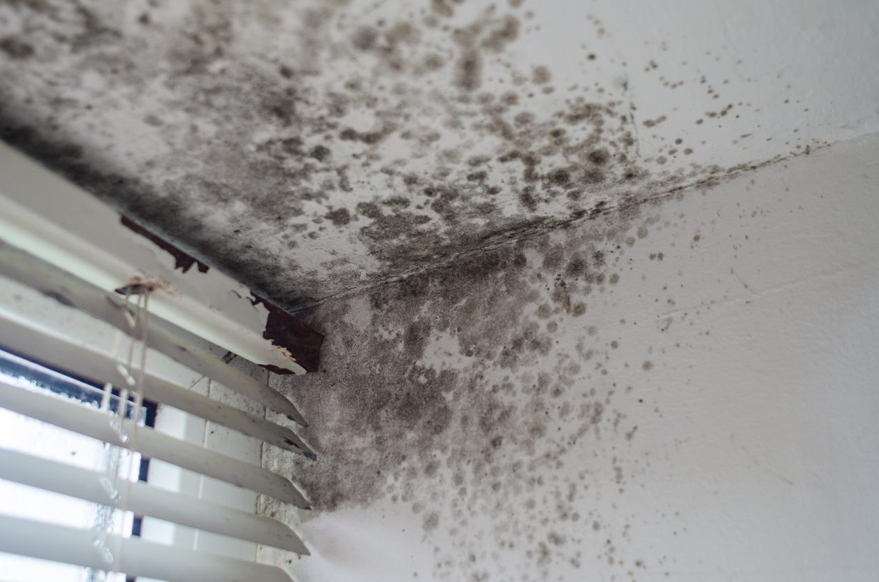 Mould Affects Indoor Air Quality