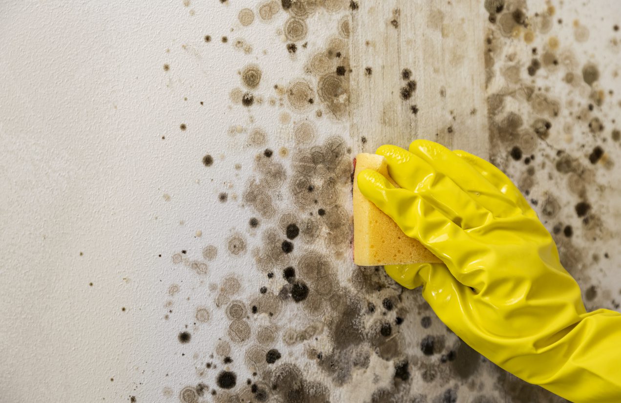 Does Bleach Kill Black Mould Permanently? | Mould Removal North West UK mould returns after cleaning if not done by a professional mould remover