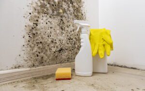 Why Does Black Mould Keep Coming Back After Cleaning
