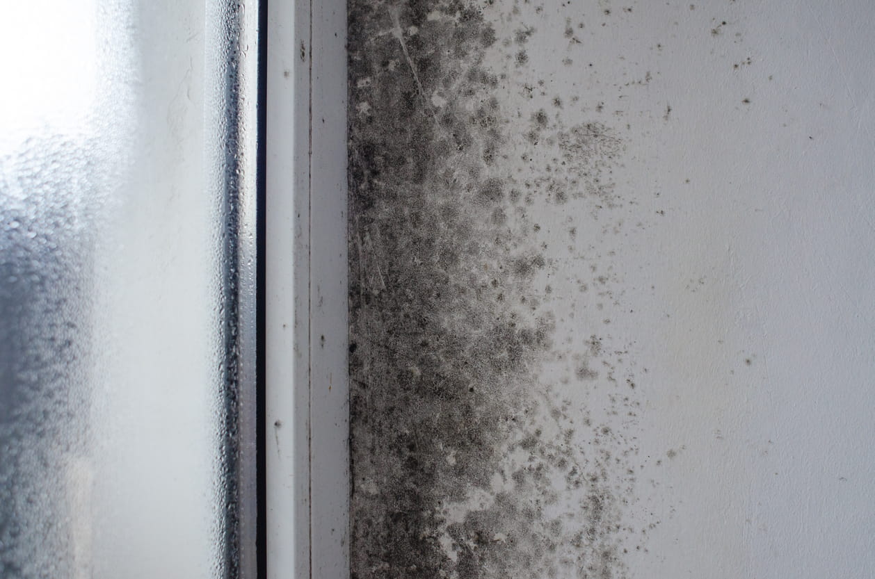 black mould on wall near window